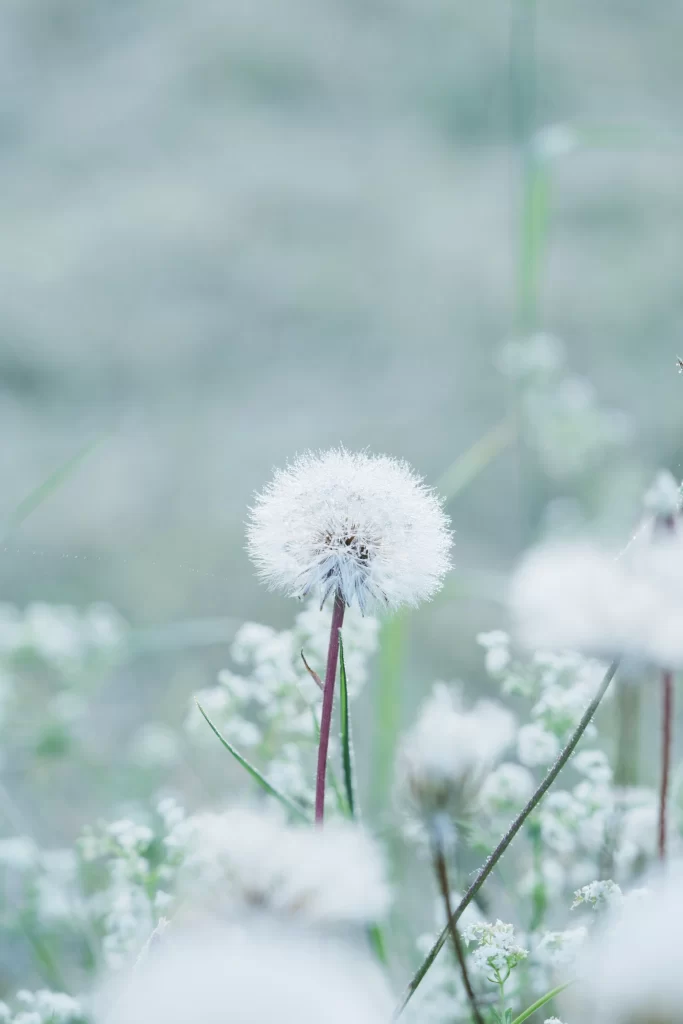 White Dandelion Seed Head Delicate Fuzzy gray Green