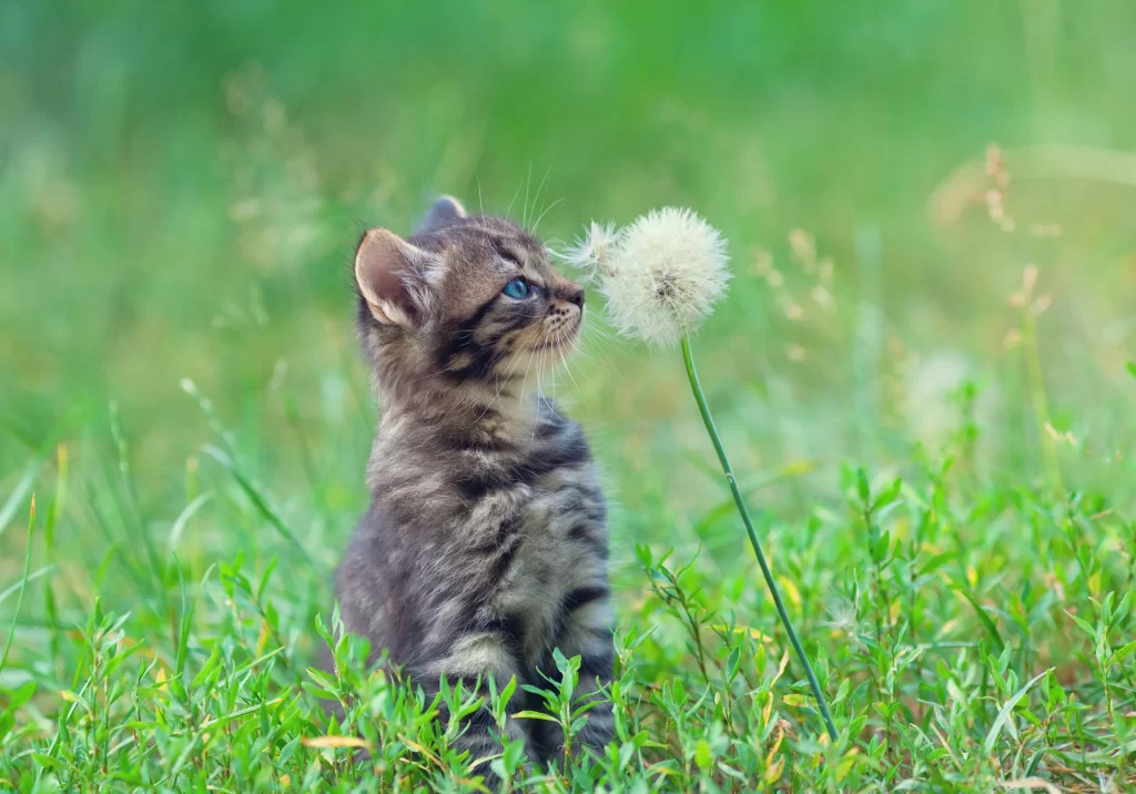 White Dandelion Seed Head Green warm Grass