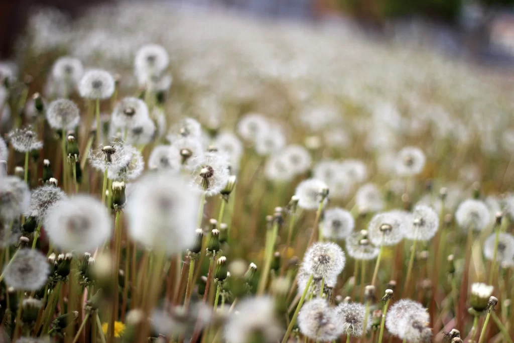 White Dandelion Seed Head Delicate Fuzzy Green Stems