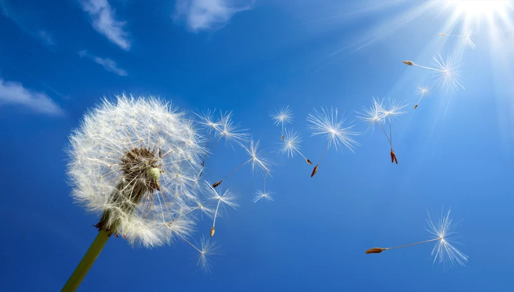 White Dandelion Seed Head Blue Sky Sun Rays
