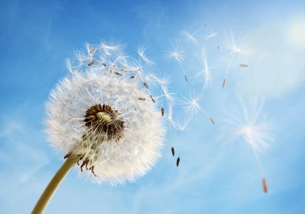 White Dandelion Seed Head Feathers Blue Sky Sunlight