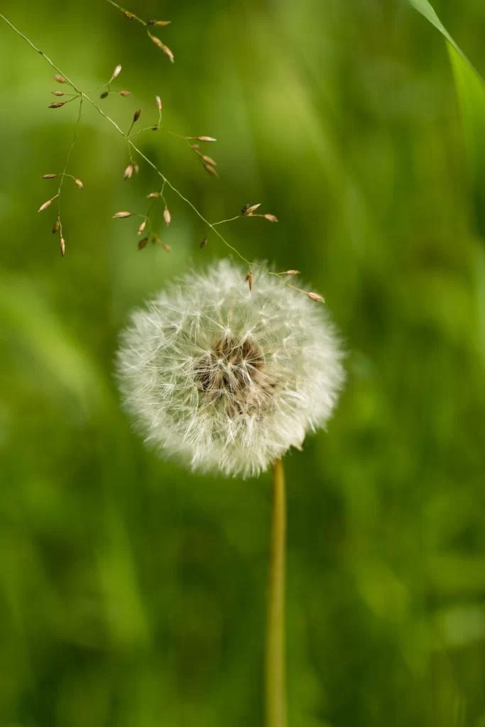 White Dandelion Seed Head Green Grass Delicate warm Feathers