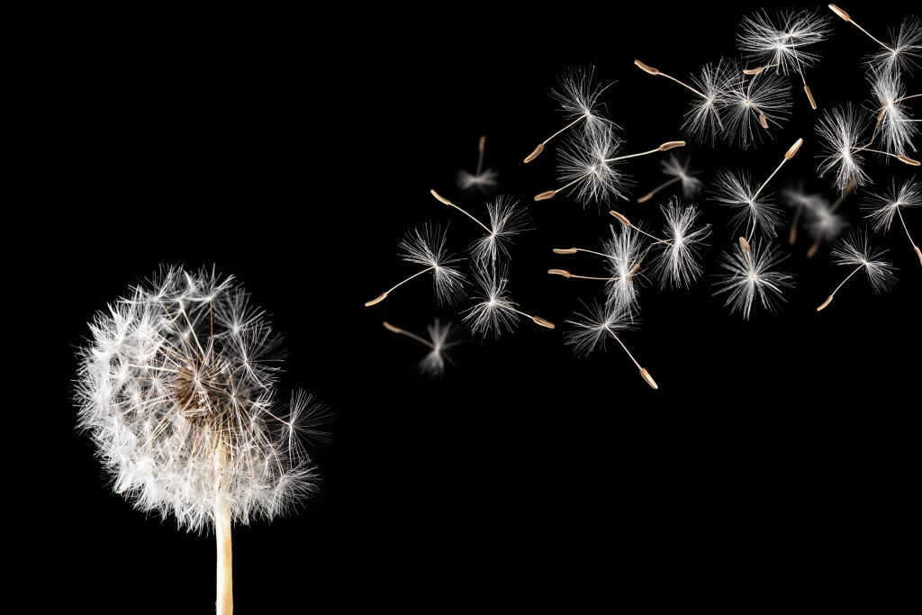 White Dandelion Seed Head Delicate dark Feathery