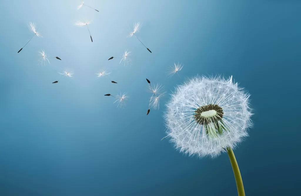 White Dandelion Seed Head Feathers Blue cool Background