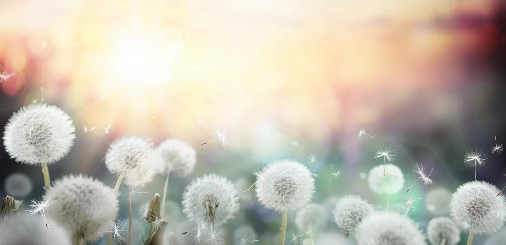 White Dandelion Seed Head Delicate Feathery Sunlight