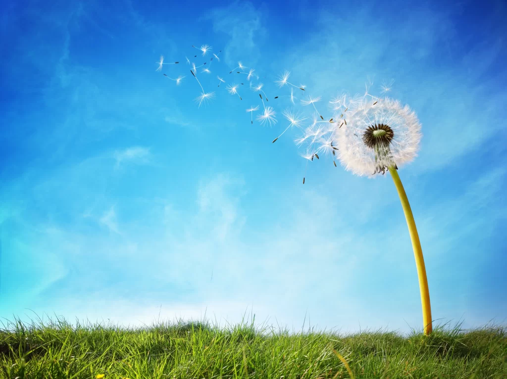 White Dandelion Seed Head Green Grass Blue cool Sky