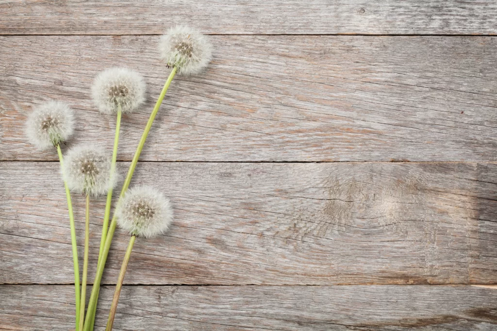White Dandelion Seed Head Green Stems Wood Texture