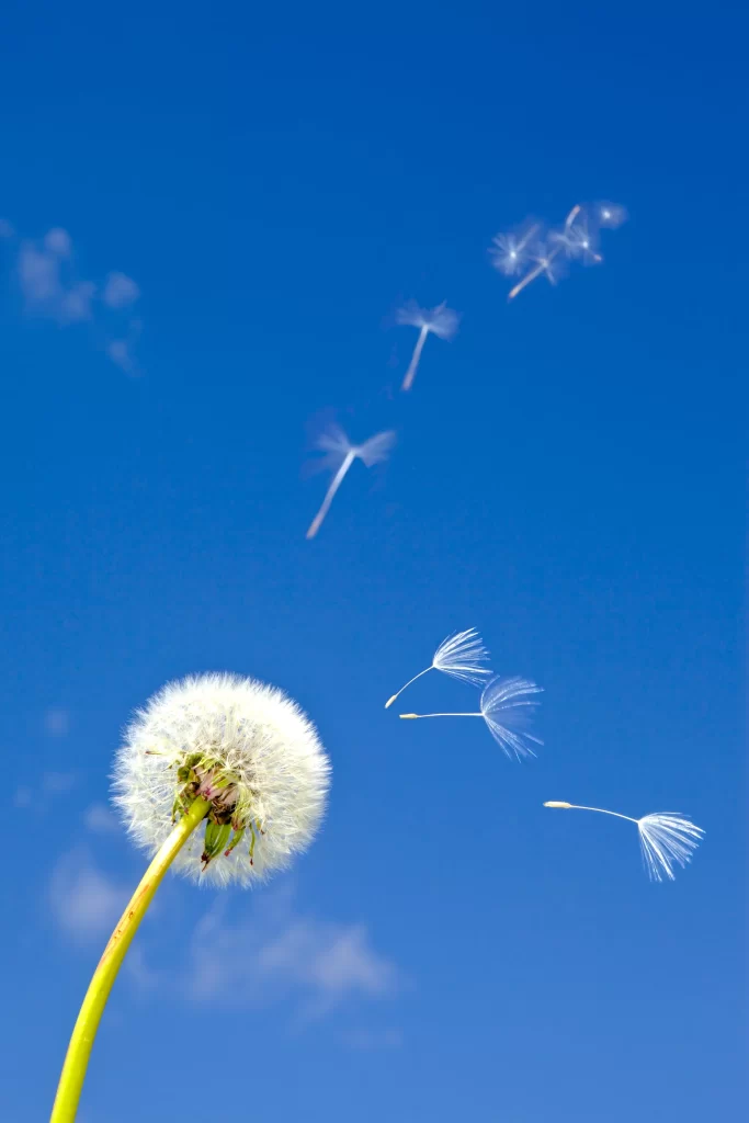 White Dandelion Seed Head Blue Sky Delicate cool Feathers