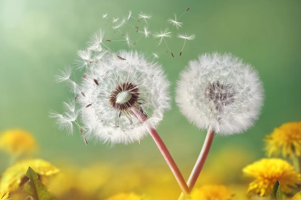 White Dandelion Seed Head Green Background Yellow warm Flowers