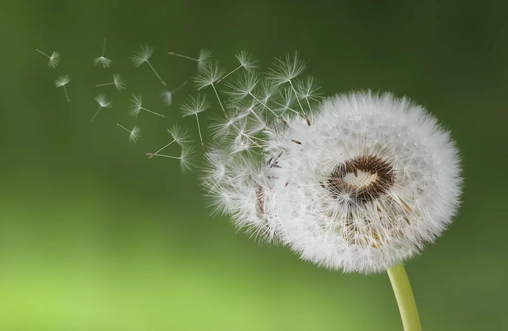 White Dandelion Seed Head Green Background Delicate warm Feathery