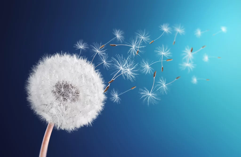 White Dandelion Seed Head Feathers Blue cool Background