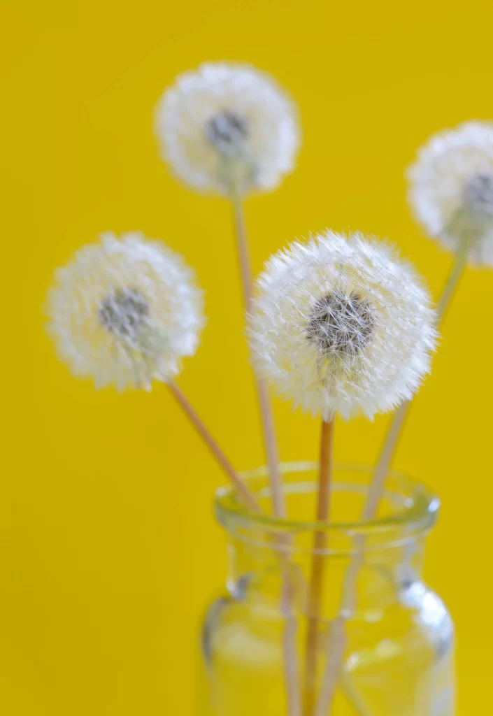 White Dandelion Seed Head Vase Yellow Background