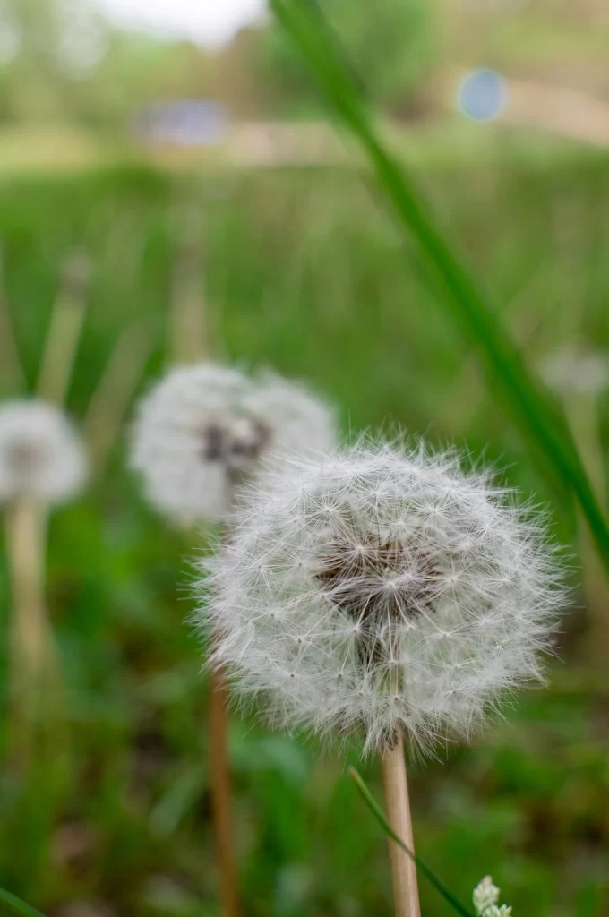 White Dandelion Seed Head Fuzzy Green warm Grass