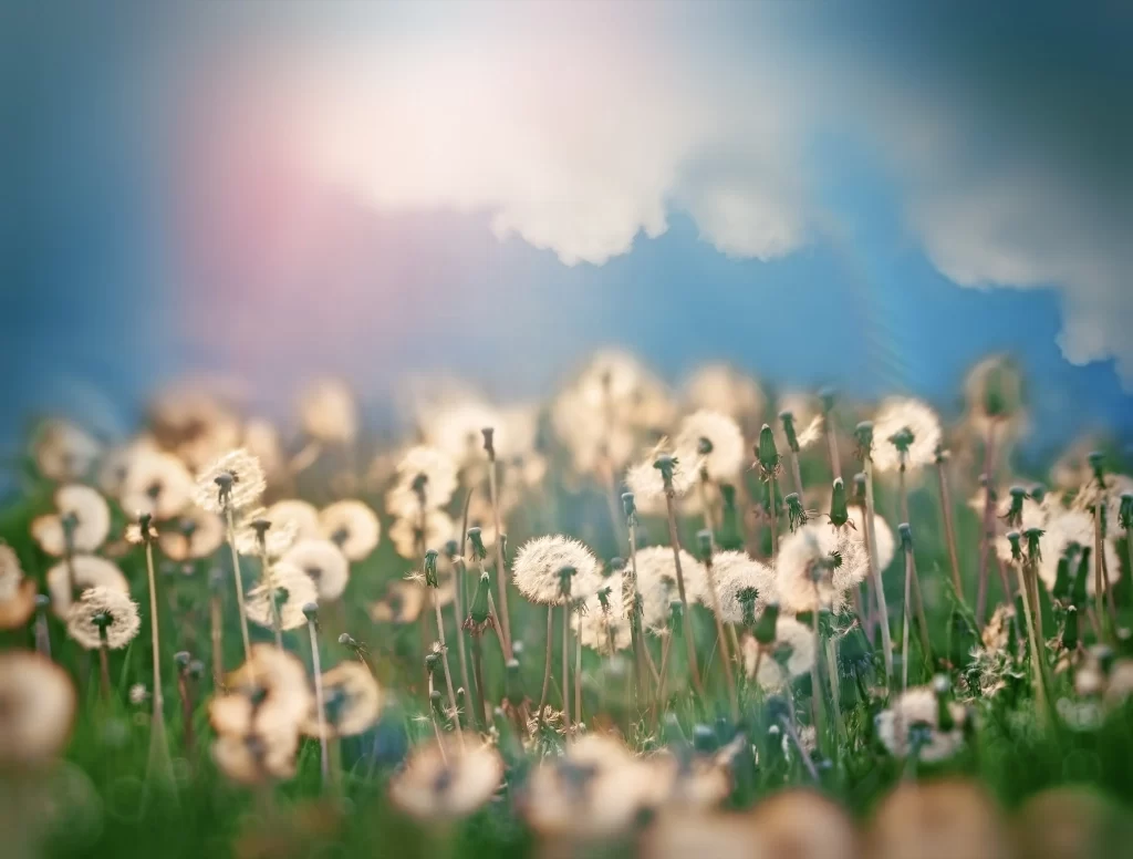 White Dandelion Seed Head Sunlight Green Grass