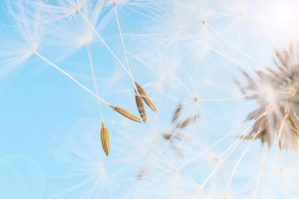 White Dandelion Seed Head Delicate Feathers Blue gray Sky
