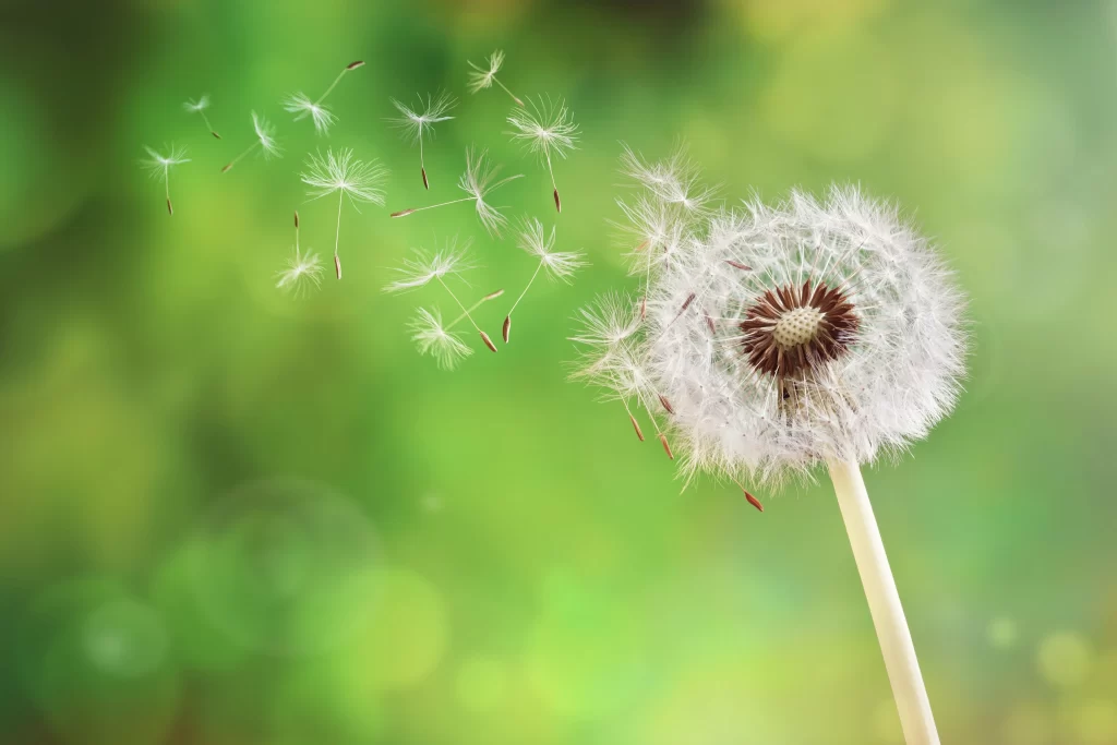 White Dandelion Seed Head Delicate Feathers Green warm Background