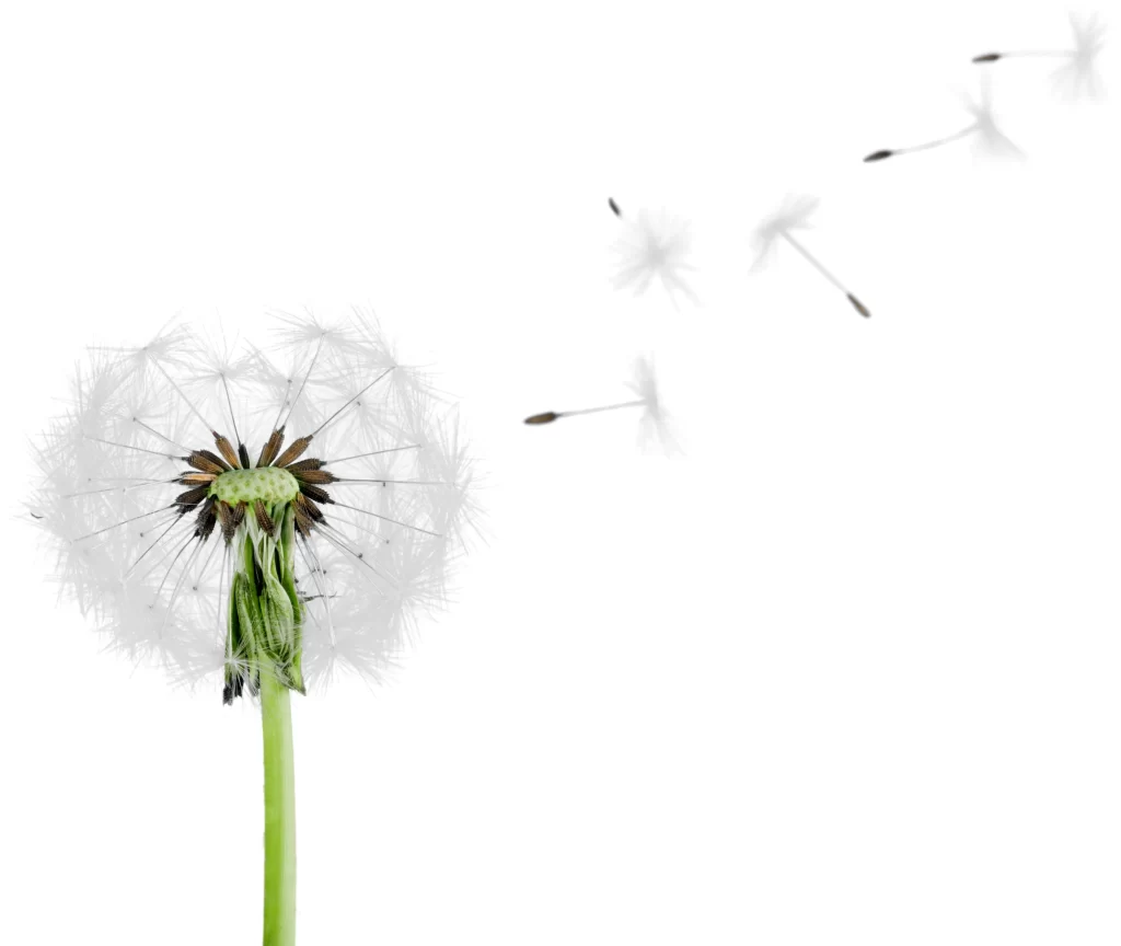 White Dandelion Seed Head Delicate Feathers Green Stem