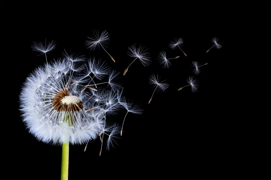 White Dandelion Seed Head Delicate Feathers Green dark Stem