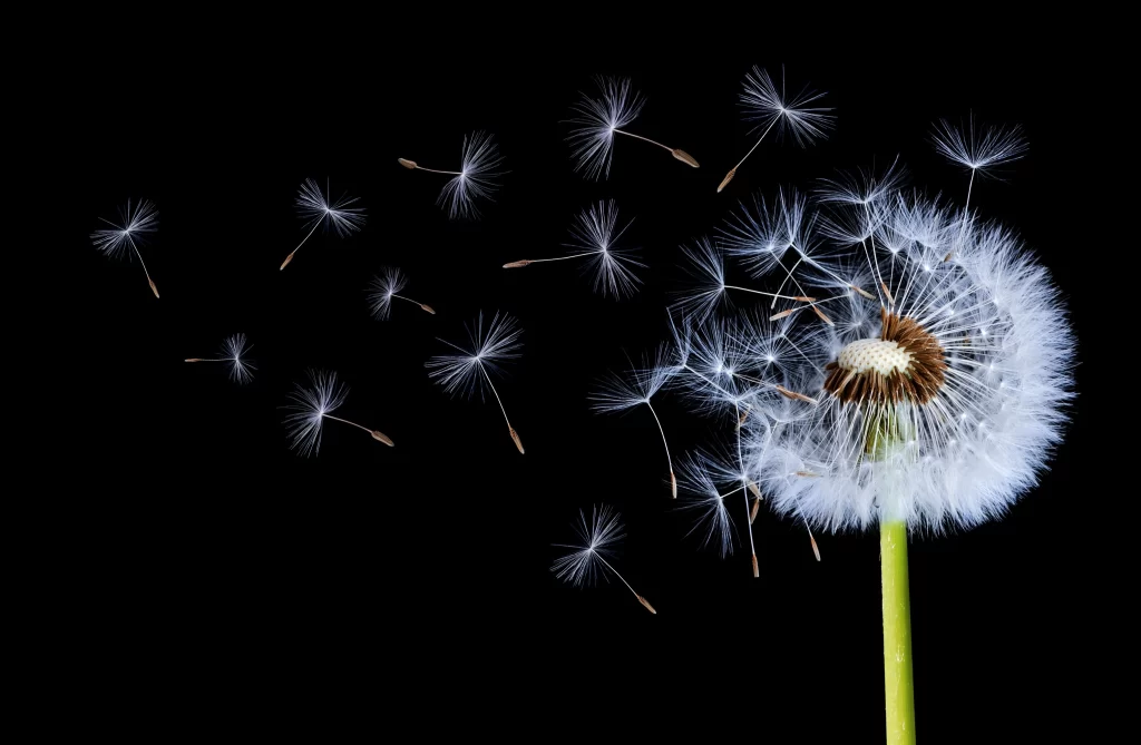 White Dandelion Seed Head Delicate Feathers Green dark Stem