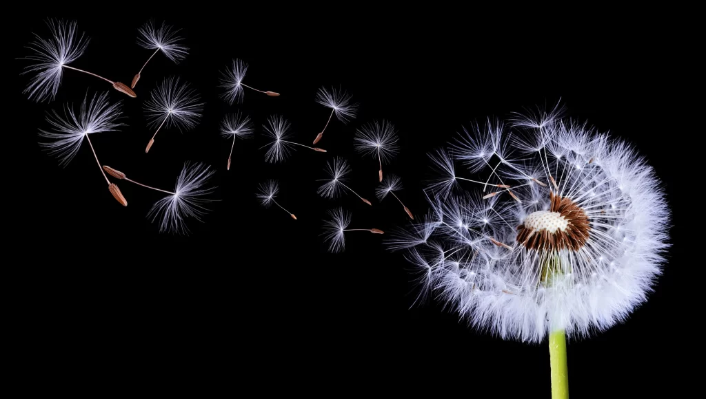 White Dandelion Seed Head Delicate Feathers Green dark Stem