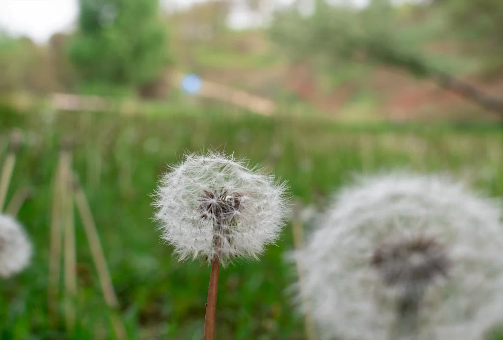 White Dandelion Seed Head Delicate Fuzzy Green Grass