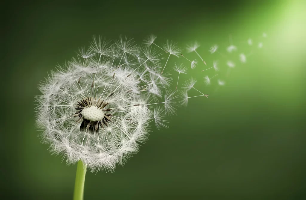 White Dandelion Seed Head Delicate Feathers Green warm Background