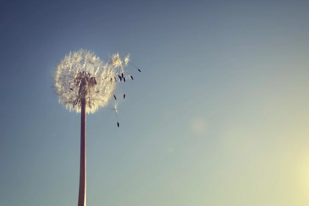White Dandelion Seed Head Delicate Feathers Blue gray Sky