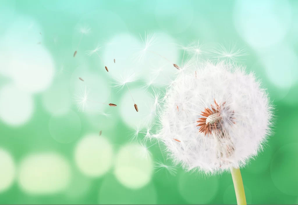White Dandelion Seed Head Green Background Delicate cool Feathery