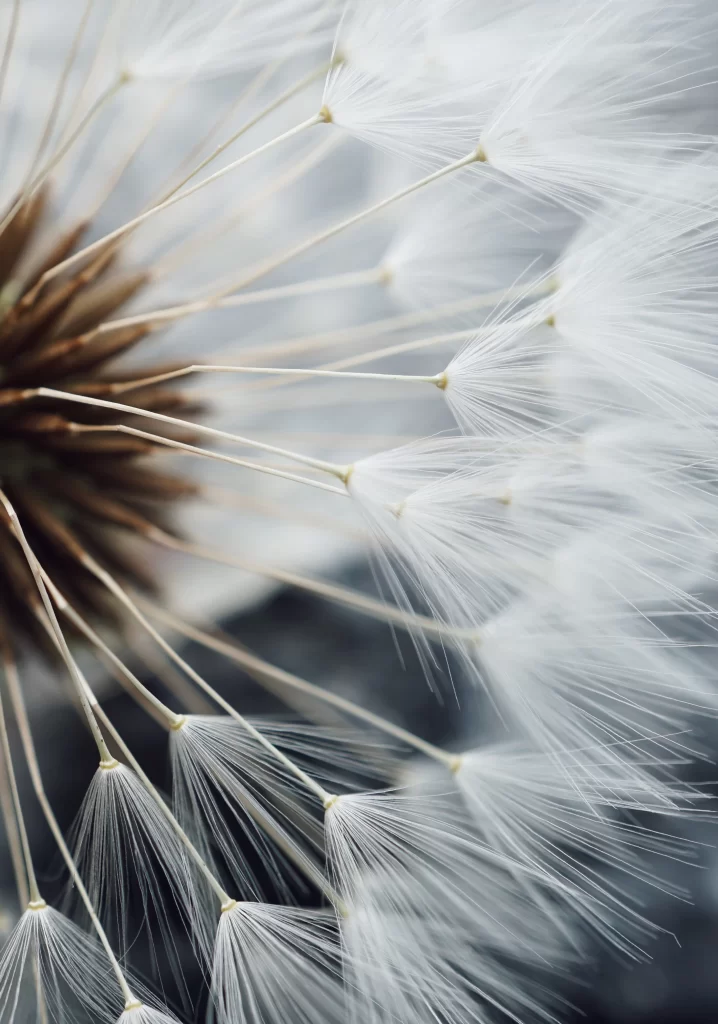 White Dandelion Seed Head Delicate Feathers Soft
