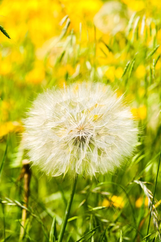 White Dandelion Seed Head Green Grass Yellow Flowers