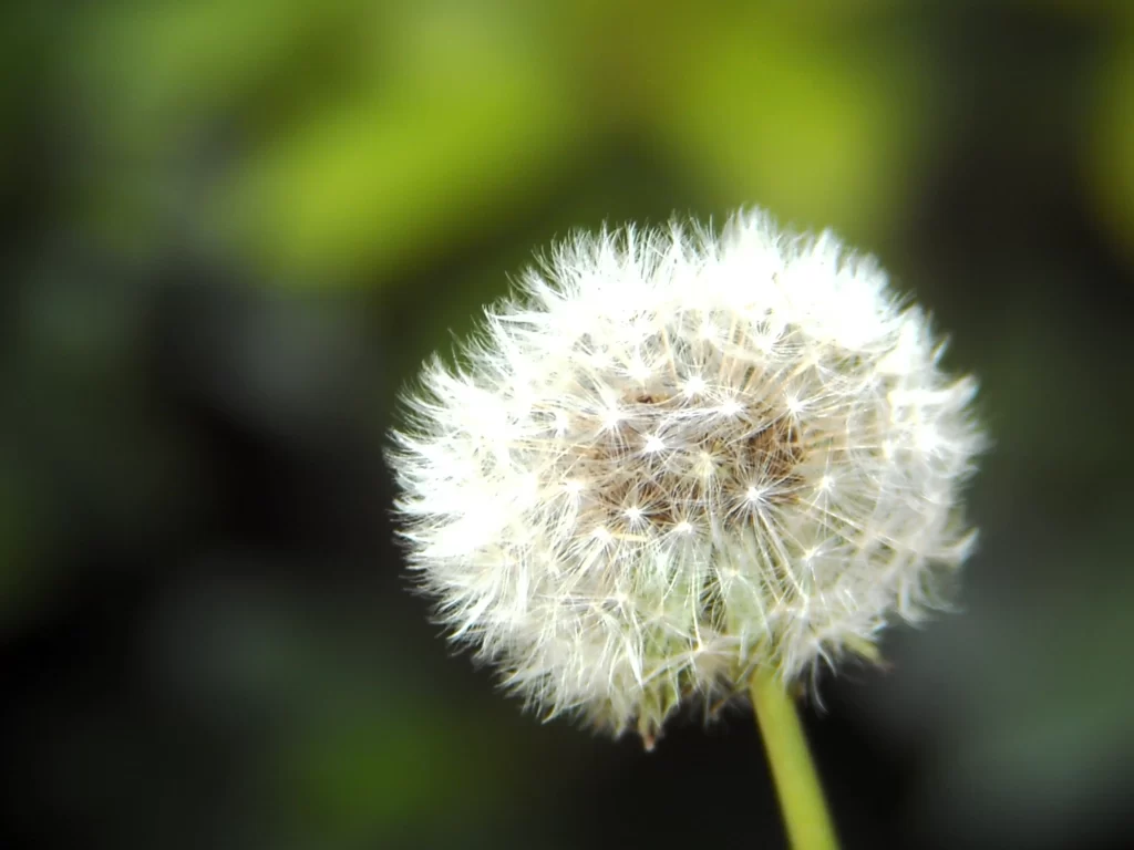 White Dandelion Seed Head Delicate Feathers Green warm Background