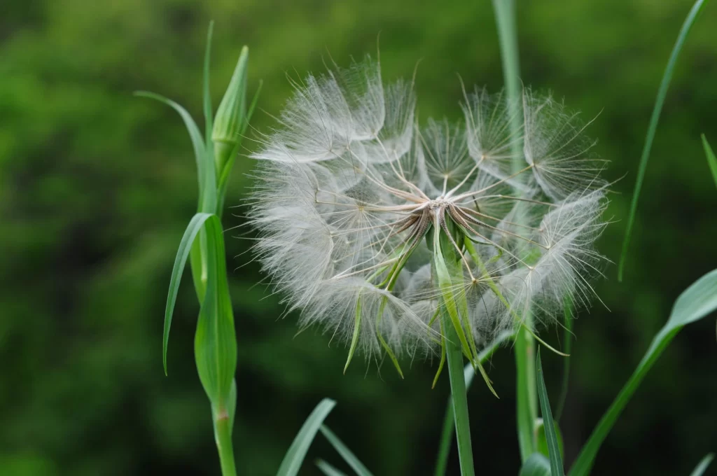 White Dandelion Seed Head Delicate Feathers warm Green