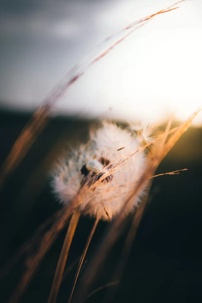 White Dandelion Seed Head Delicate Feathers gray Nature