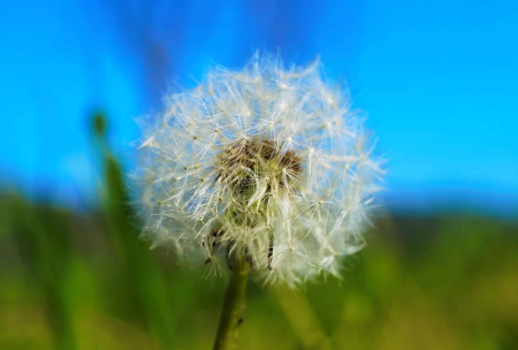 White Dandelion Seed Head Feathery Delicate Blue Sky Green Grass