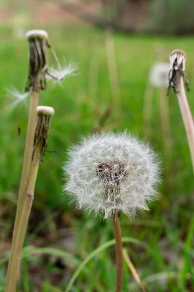 White Dandelion Seed Head Fuzzy Green warm Grass