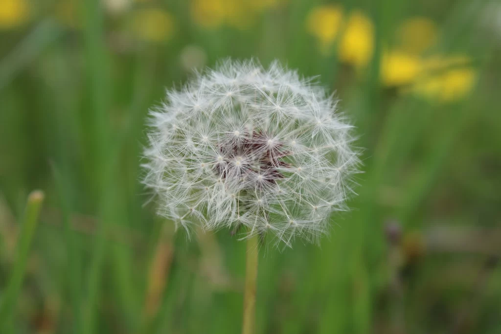 White Dandelion Seed Head Delicate Feathers Green warm Background