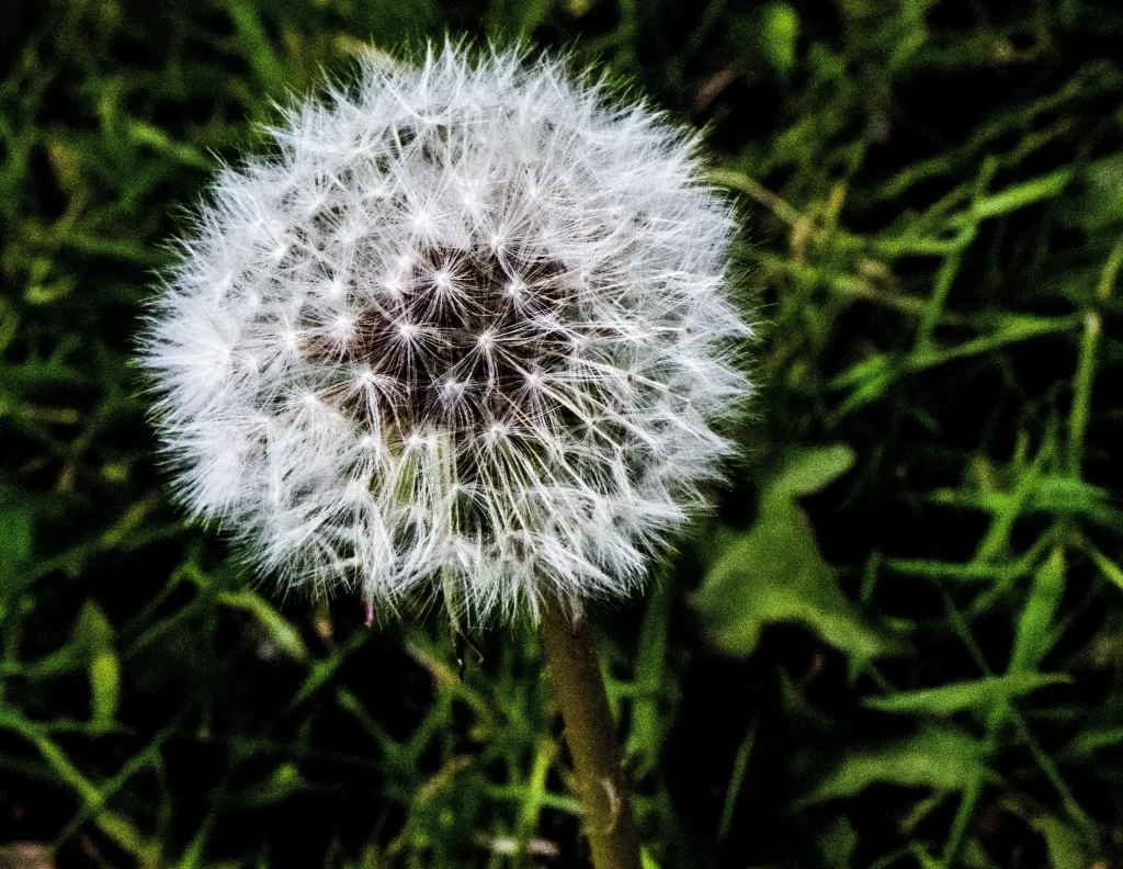 White Dandelion Seed Head Delicate Feathers Green gray Grass