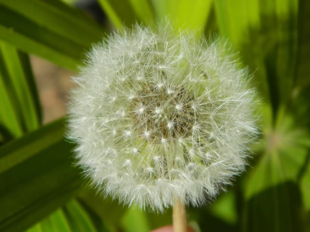 White Dandelion Seed Head Fuzzy Green warm Leaves