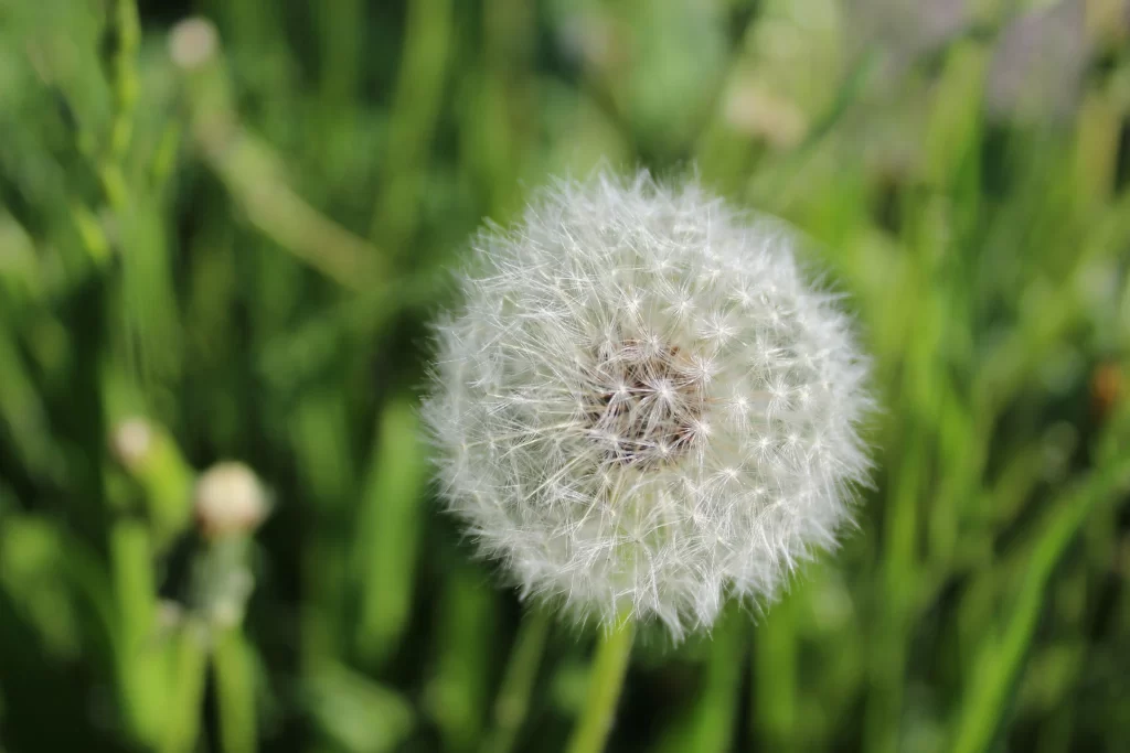 White Dandelion Seed Head Delicate Feathers Green warm Grass