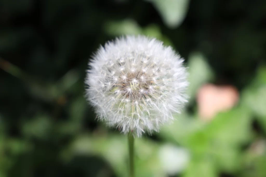 White Dandelion Seed Head Round Fuzzy Green Background