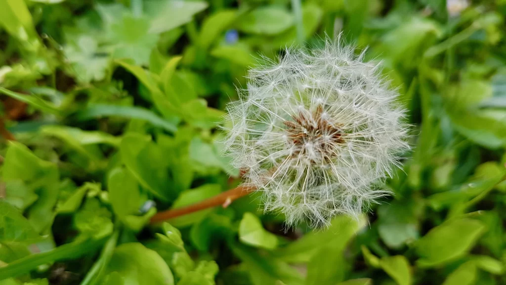 White Dandelion Seed Head Fuzzy Green warm Leaves