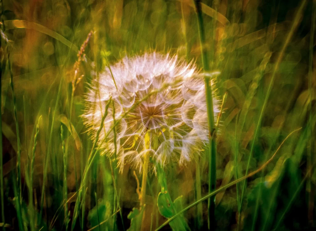 White Dandelion Seed Head Green Grass warm Sunlight
