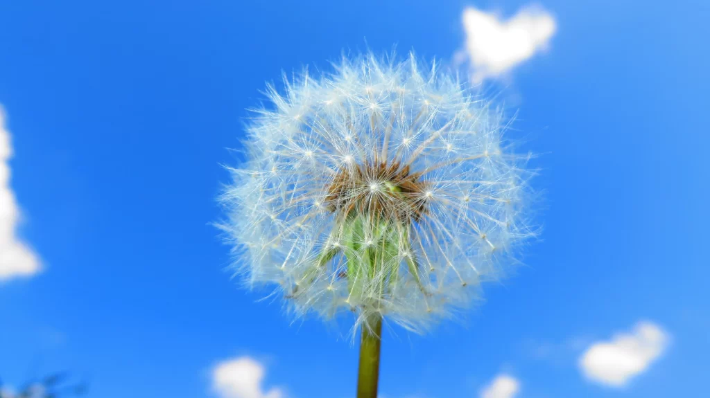 White Dandelion Seed Head Blue Sky Wispy Feathers