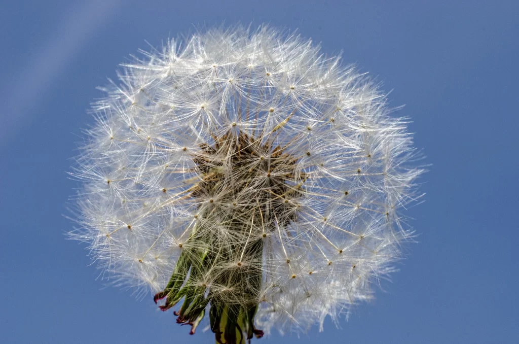 White Dandelion Seed Head Feathery Delicate Blue gray Sky