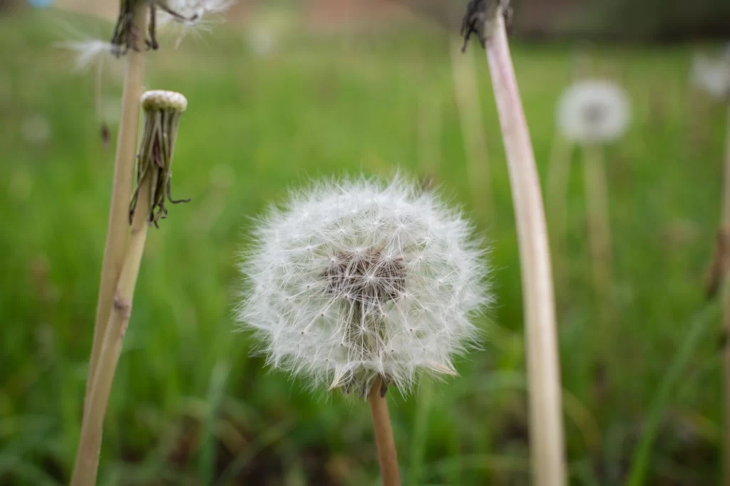 White Dandelion Seed Head Fuzzy Green warm Grass