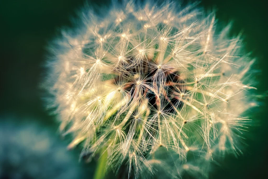White Dandelion Seed Head Delicate Feathers Green gray Background