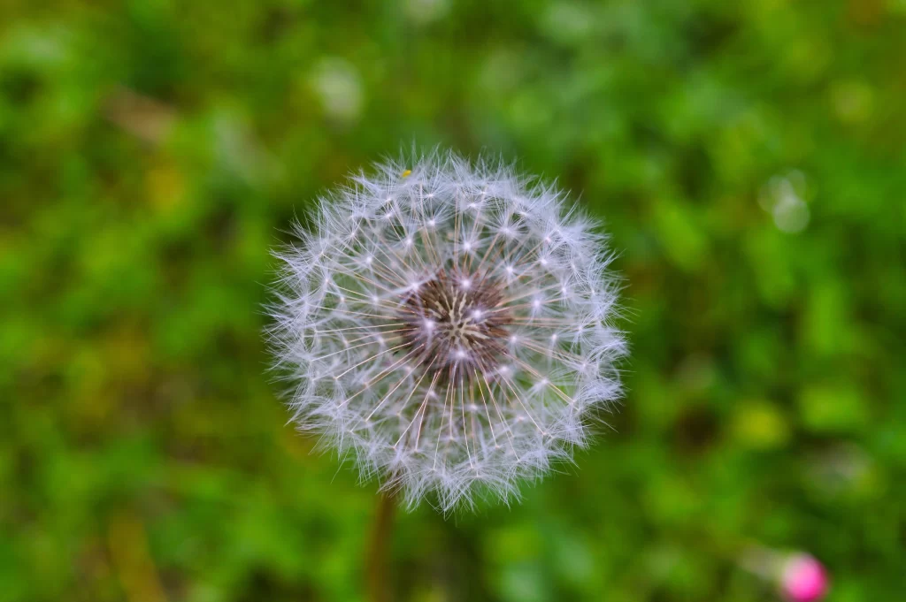 White Dandelion Seed Head Delicate Feathers Green warm Grass