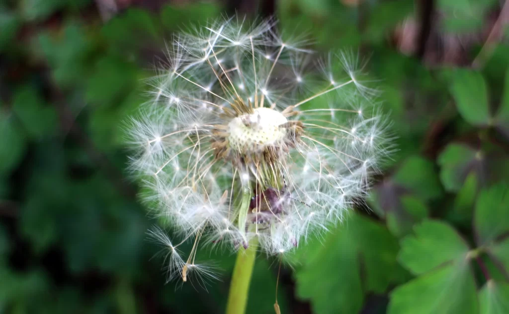 White Dandelion Seed Head Feathers Green Leaves