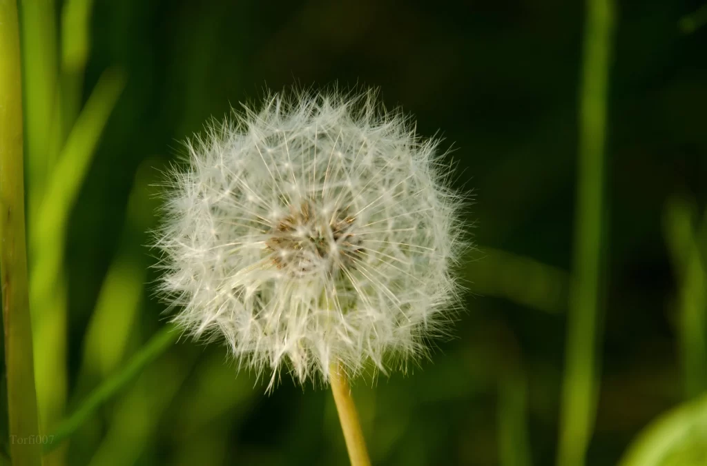 White Dandelion Seed Head Delicate Feathers Green warm Background
