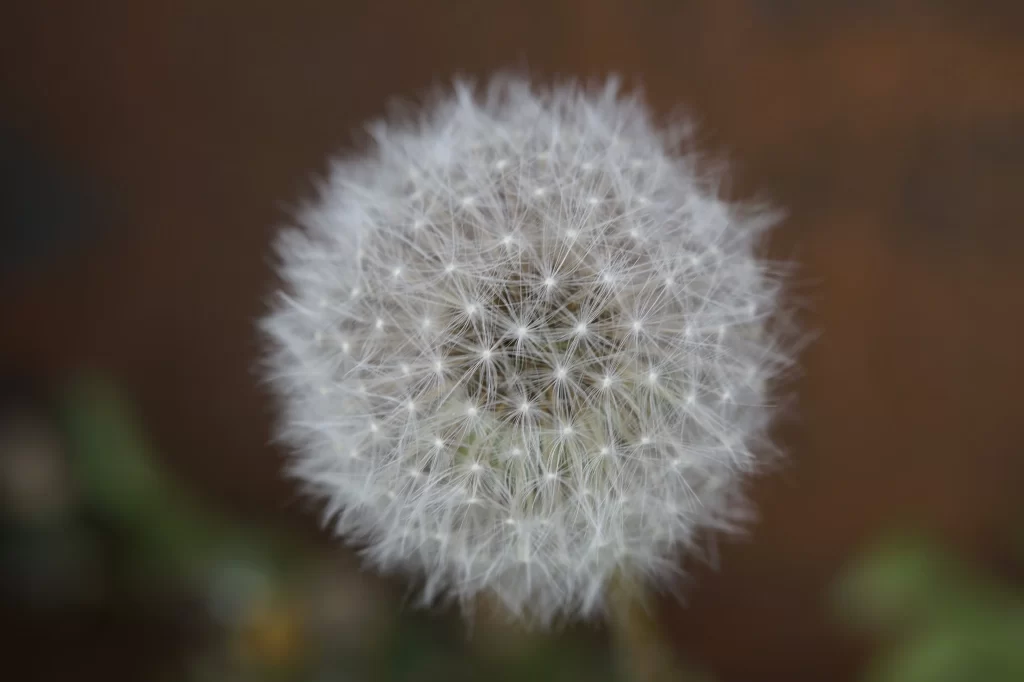 White Dandelion Seed Head Delicate Feathers Round